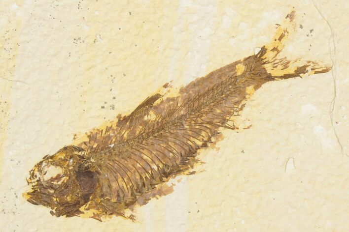 Detailed Fossil Fish (Knightia) - Wyoming #186489
